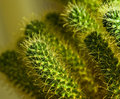 6 - Cactus Side