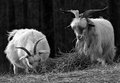11 - Goats