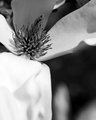 20 - Magnolia