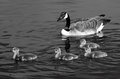 24 - Goose Family