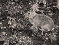 25 - Rabbit