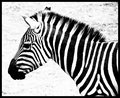 26 - Zebra