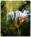 A02 Day Lily