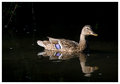A07 Duck