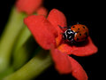 B01 Lady Bug