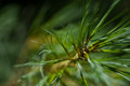 B05 Pine Needles