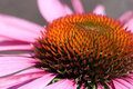 C06 Flower Side View