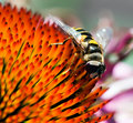 Bee - Orange