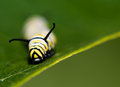 Caterpillar 1