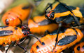 01 - Orange Bugs