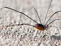 04 - Spider