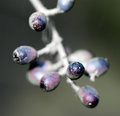 05 - Berries (Blue)