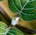 06 - Leaves