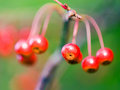 09 - Berries (Red)
