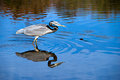 03B - Heron #2