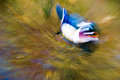 05B - Wood Duck