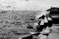 42 - Seagulls