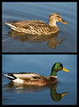 04 - Mallard Ducks