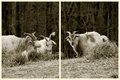 06 - goats