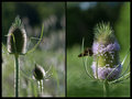 08 - Thistles
