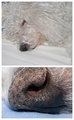 09 - Dog