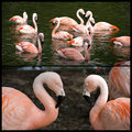 10 - Pinkers