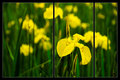 11 - Irises