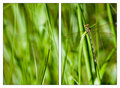 12 - Dragonfly