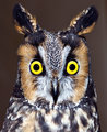 23 Owl.jpg
