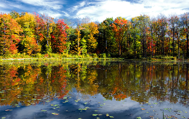 01 - Autumn Trees