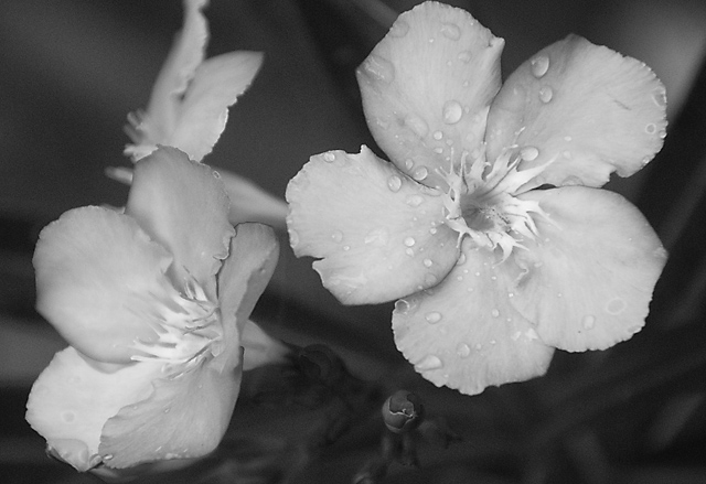 1 -  Pink Flower