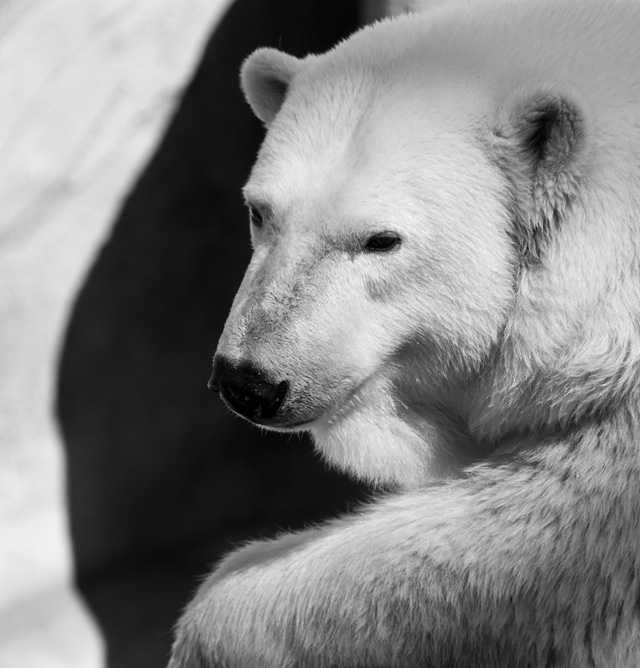4 - Polar Bear