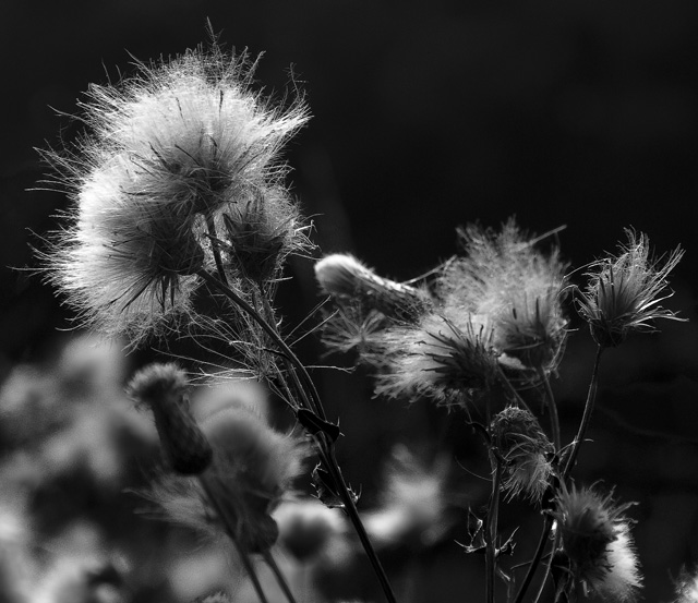 11 - Fluffy Weed