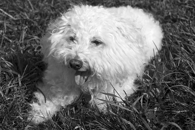 22 - Lucky Before His Bath
