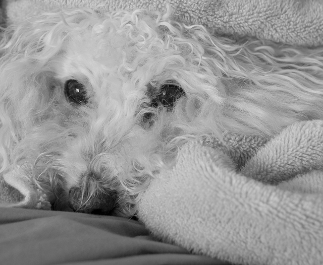 23 - Lucky After His Bath