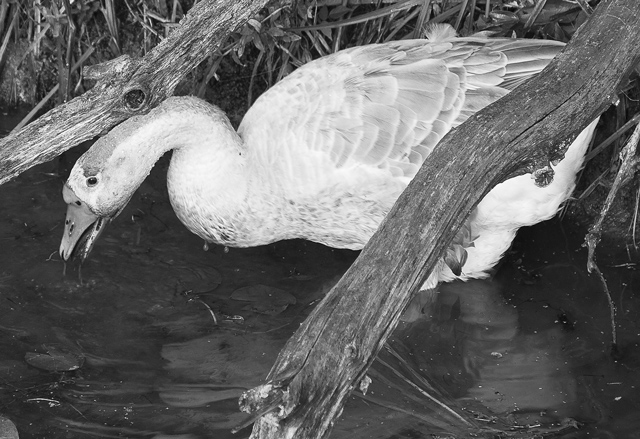 25 - S-Curve Goose Neck