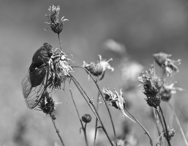 26 - Insect