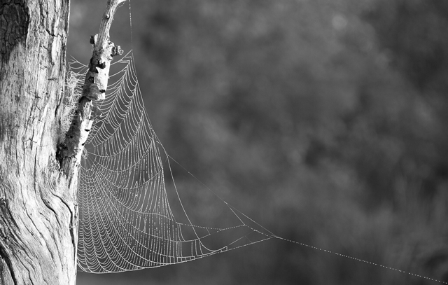 27 - Spider Web