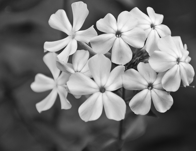 28 - Purple Flower