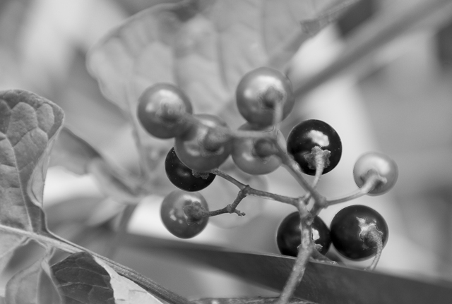 29 - Red & Green Berries