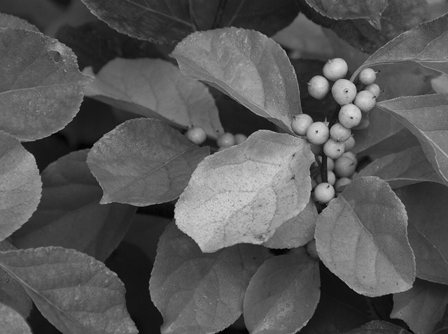 30 - Yellow Berries