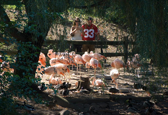 06 - Flamingos