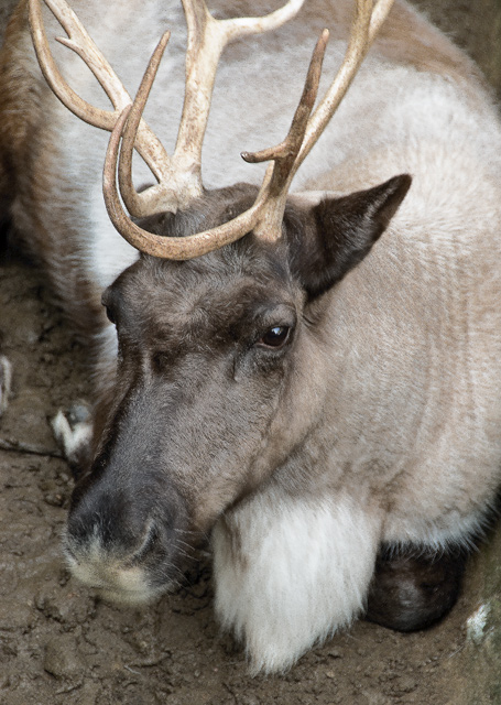 07 - Reindeer