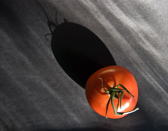 Tomato