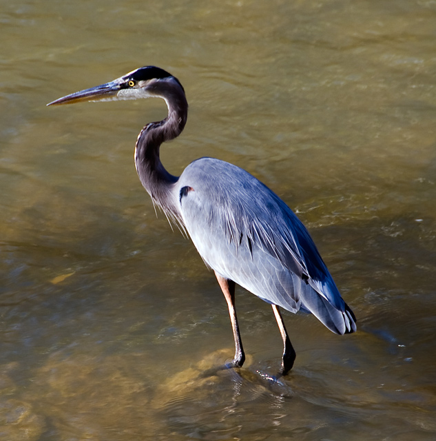 19 - Blue Heron