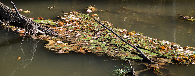 22 - Leaves in Water
