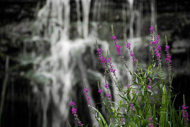 10 - Flowers Below the Dam