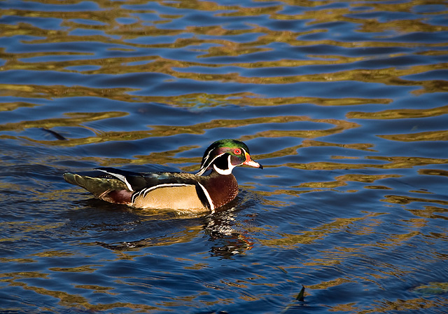 15 - Wood Duck #2