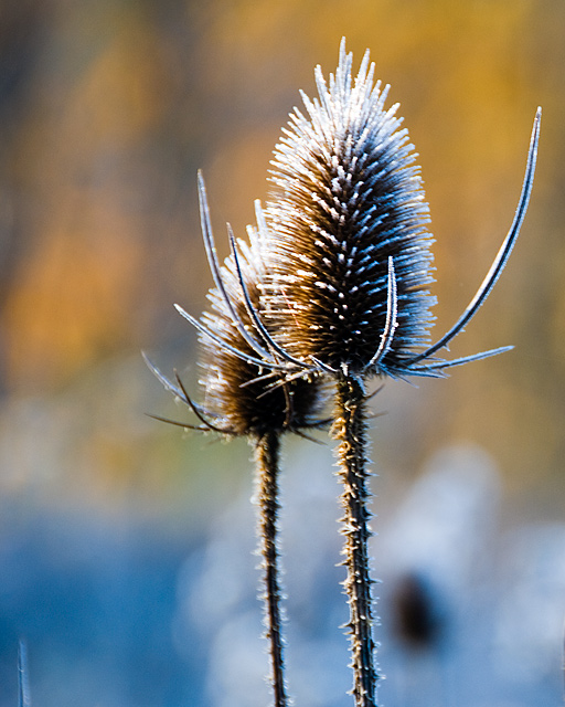 20 - Frost Spikes