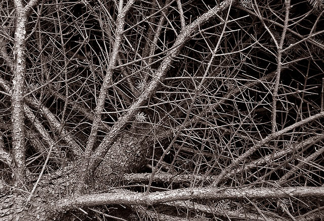 09 - Pine Tree